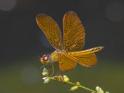 Perithemis electra (Golden Amberwing) male-2.jpg